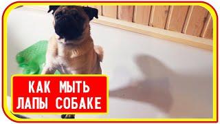 Мопс после прогулки, как мыть лапы, еда для щенка породы мопс.