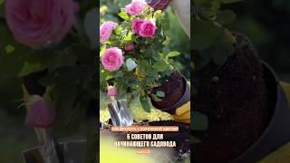 Первую часть видео смотрите в профиле #садоводство #розы