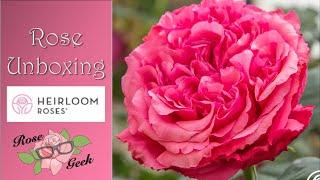 Heirloom Roses Unboxing (Giveaway closed)/ Ludwig and Meilland