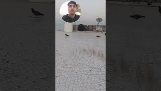 jivdaya mom priya priyam love all animals and birds #new#viral