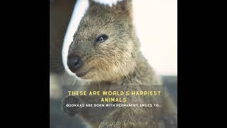 #quokka are #happiest #animals