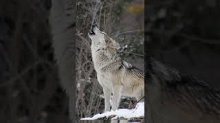 Wolf Howling at Snowy Forest
