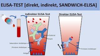 ELISA Test [direkt, indirekt, SANDWICH-ELISA] - [Biologie, Immunbiologie]