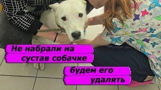 Это единственная собачка, что возвращается в приют с благоговением