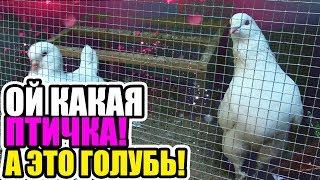 Выставка голубей в парке Луначарского, Гомель 2017 # 1 Exhibition of pigeons in  Gomel 2017 #1