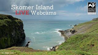 Skomer Island - Puffin Webcam
