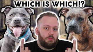 AMERICAN STAFFORDSHIRE TERRIER or STAFFORDSHIRE BULL TERRIER!? What's The Difference!?!