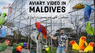 Visit beautiful Aviary in Maldives #birds #alexander #parrot #birdslover #travel #worldtour