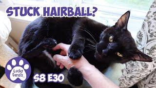 Stuck Hairball? Treat Prices, Fresh Catnip - Lucky Ferals S8 E30 - Cat Vlog - Living With 11 Cats