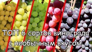 ТОП 6 сортов винограда с необычным вкусом