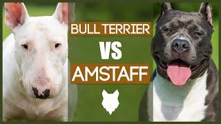 BULL TERRIER VS AMERICAN STAFFORDSHIRE BULL TERRIER