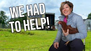 I Couldn’t Say No to This Chicken Rescue!