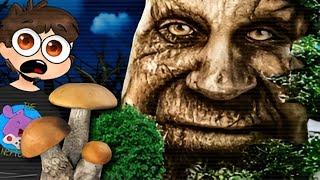 ПОШЕЛ ЗА ГРИБАМИ И НАШЕЛ МУДРЫЙ ДУБ ► The Curse of The Wise Tree