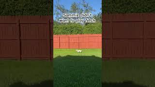 Sammie playing fetch  #dog #cute #doglover #cutedog #pet #funnydog