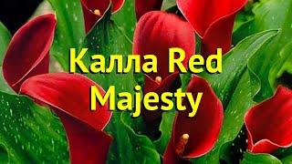 Калла гибридная Ред Маджести. Краткий обзор, описание характеристик calla Red Majesty