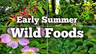 Early Summer Foraging