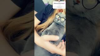 Princess leya  #goviral #cat #greycat #love #kitty
