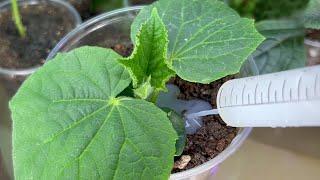 You will collect Zelentsy in buckets ahead of time! Best Natural Feed For Cucumber Seedlings!