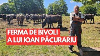 Ferma de bivoli a lui Ioan Păcurariu de la Belin