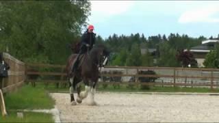 Shire horse dressage. Работа с лошадью частного владельца. Шайр Барни. КСК Новый Век