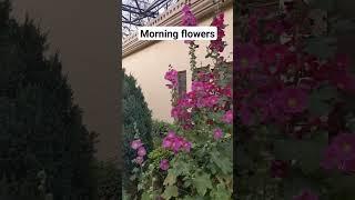 Morning flowers