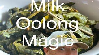 Milk Oolong: Discover Taiwan’s Golden Lily Tea