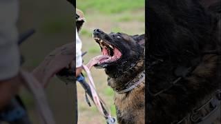 Top 6 Most deadliest and fearless dogs in the world  #shorts