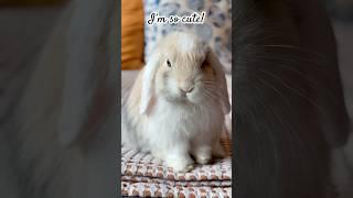 Yes. You are so cute, Oliver!  #bunny #babybunny #hollandlop #cute