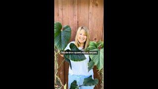 Philodendron squamicaule vs. serpens