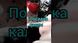 Посадка клубней каллы