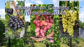 Ультраранние сорта винограда.