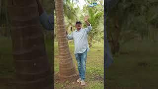 How to find healthy coconut tree? Part - 1