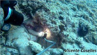 Pesca submarina en invierno pulpos, menos de un mes queda para que se vayan a aguas profundas