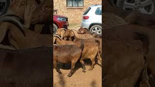 Very lovely kalahari goats