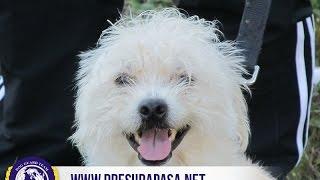 Meda | dog guard team