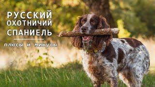 РУССКИЙ ОХОТНИЧИЙ СПАНИЕЛЬ. Плюсы и минусы RUSSIAN HUNTING SPANIEL