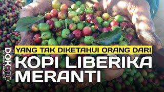 Kopi Liberika Meranti @dokproject