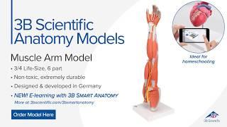 Muscle Arm Model, 3/4 Life-Size, 6 part - 3B Smart Anatomy