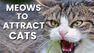 Attract Cats With This Cat Meowing Sound ~ Cat Meowing Sound Effect ~ Fast Speed