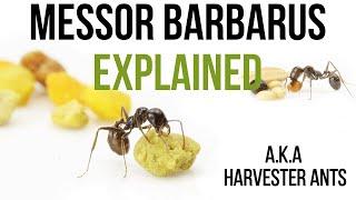 Harvester ants Messor barbarus, we feed the seed of your curiosity!