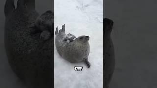 “Who doesn’t want to have a cute seal .”#animals #shorts #seal #cute
