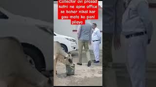 collector avi Prasad ne Gau Mata ko pilaya pani#shorts#shortsfeed#collector#aviprasad#mpkatni#viral