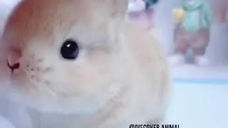 Dil hain chhota sa soti si asa ,Bunny rabbit so cute and lovely cute baby bunny small sweet 