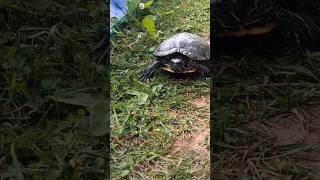 По полям, по полям на прогулке ползëт к нам. Старшая красноухая черепаха на прогулке по участку 