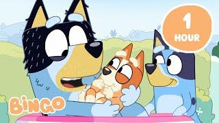 LIVE: Family Time with Bingo  | Bluey Full Episodes | Bingo