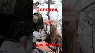 Солонец для подкормки зайцев, очень нужная вещь ч конце зимы! #охота #охотаназайца #заяц #охотник