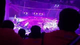 RUSSIA MOSCOW circus show with dangerous wild animals like tiger, lion and cheetah 4K HD