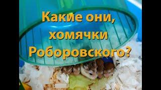 Хомячки Роборовского //детеныши хомячков