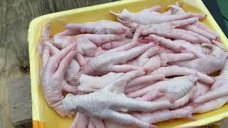 Feeding Bullies CHICKEN FEET - Feeding Raw