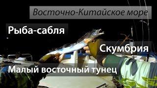 Восточно-Китайское море 东海. Скумбрия (白腹鯖). Рыба-сабля (白帶魚). Малый вост. тунец (巴鰹). 2016/05.